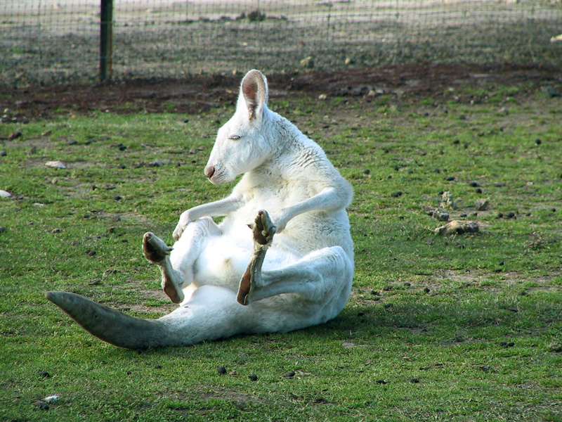 Albino Roo