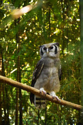 Sitting on a branch