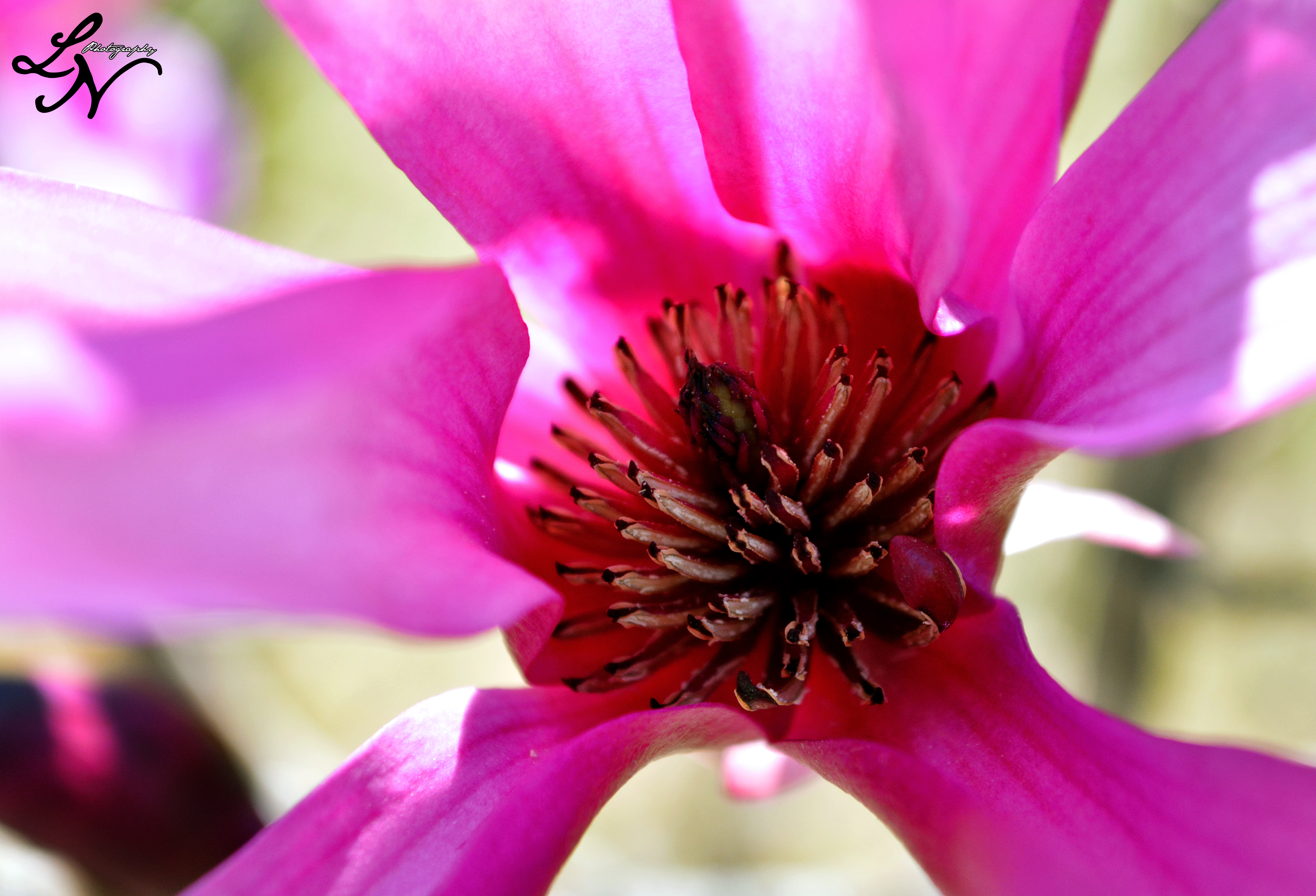 Japanese Magnolia 3