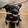 I haz a stick, I give you stick