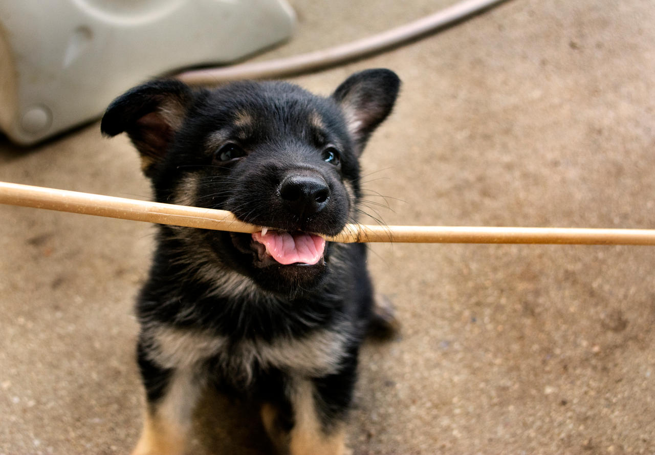 I haz a stick, I give you stick