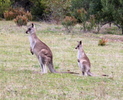 Eastern Grey Kangaroos