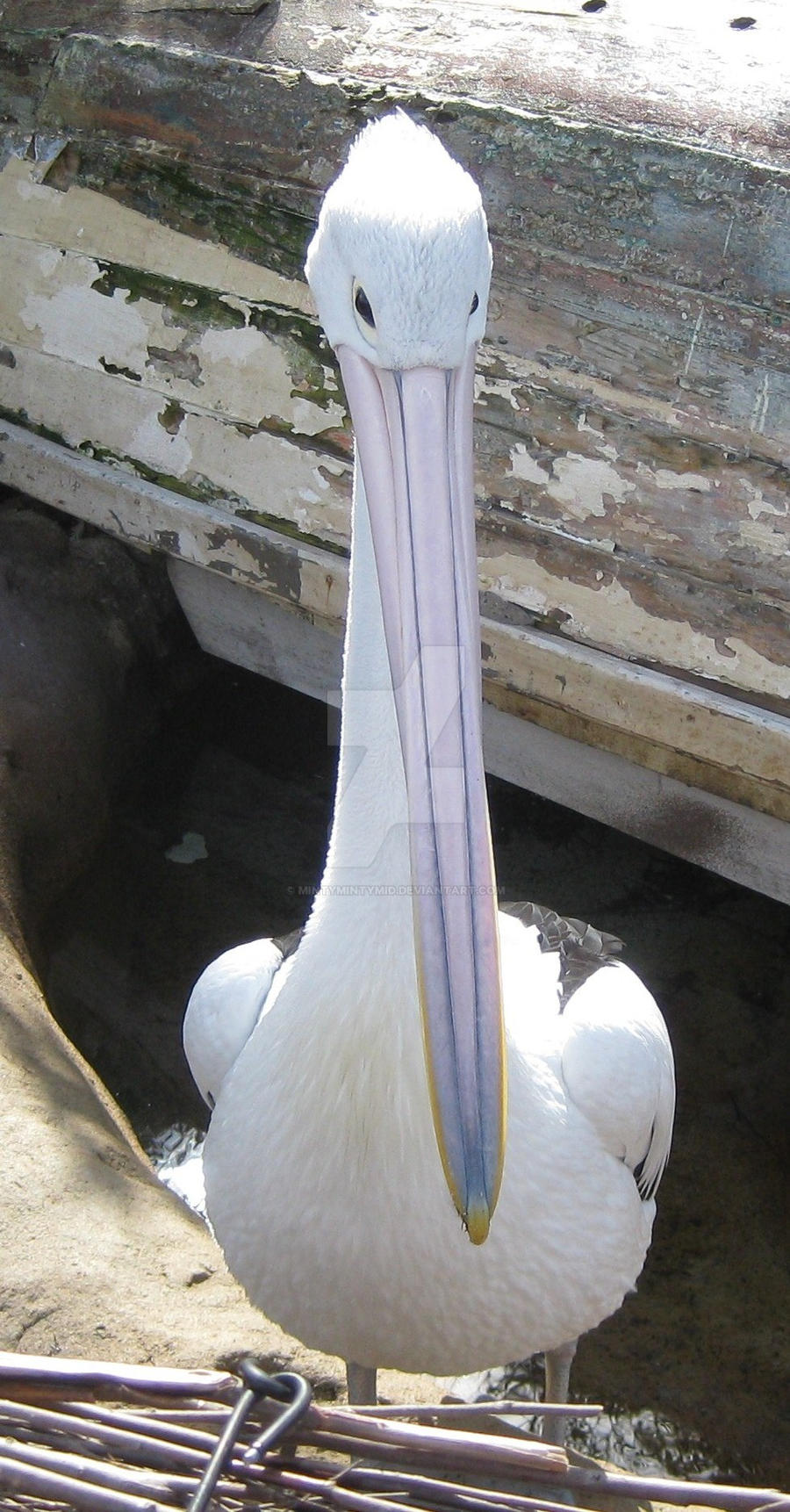 Australian Pelican