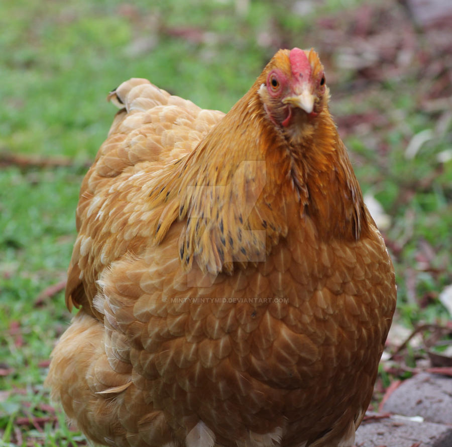 Ginger - Bantam Wyandotte Hen