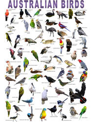 Australian Birds Poster