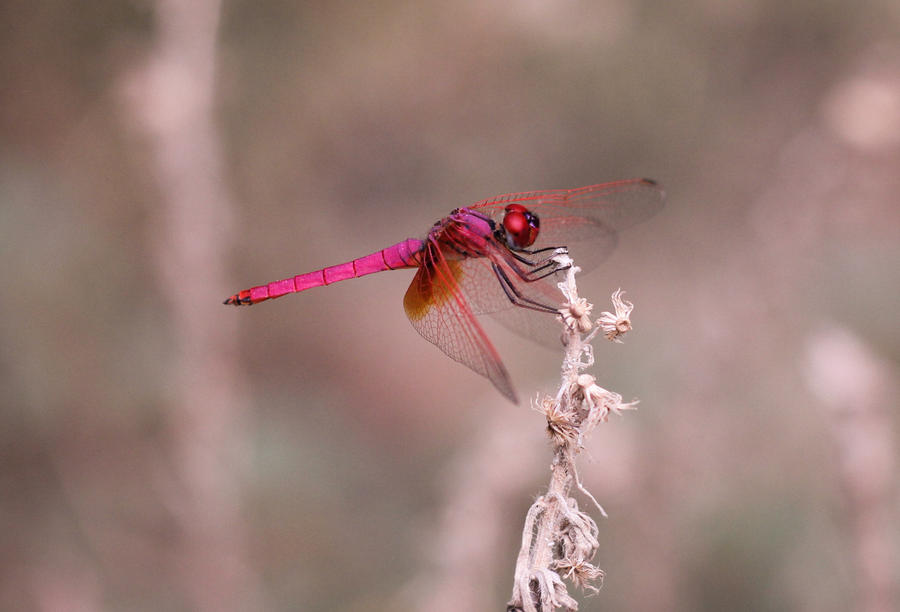 dragon fly