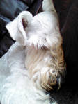 Sleepy Tobi by muteor