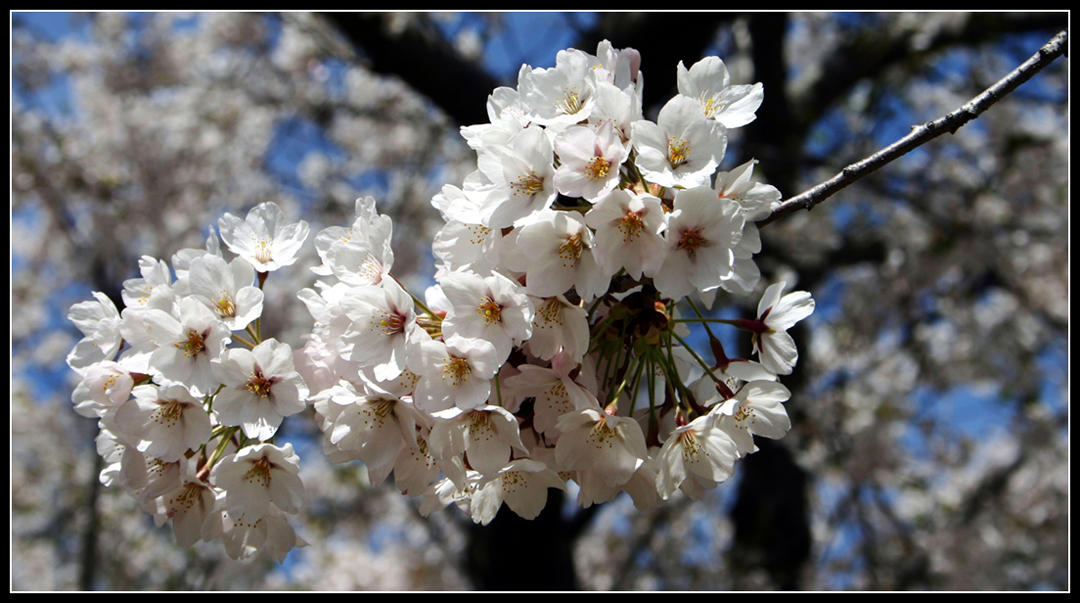 Cherry Blossoms - High Park