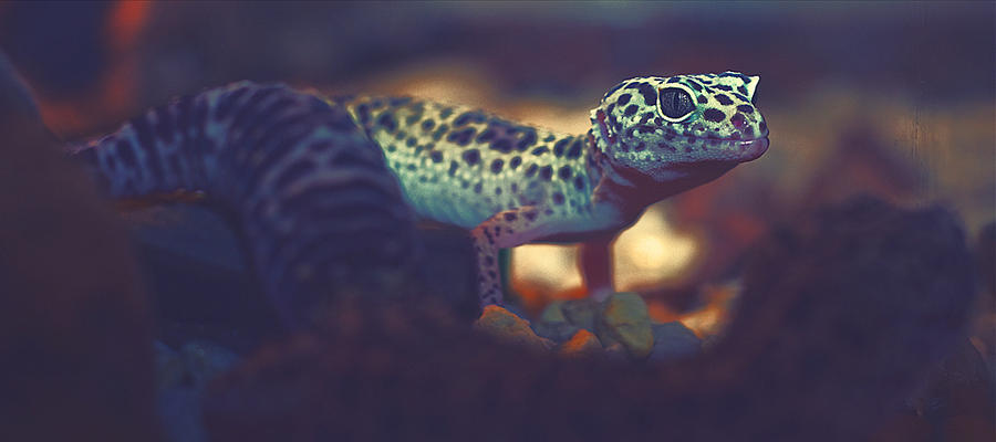 Gecko Deviantart Gecko by uniqueProject on DeviantArt