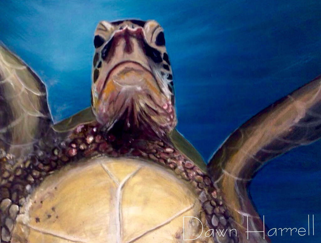 Grumpy Turtle by DawnArtistry on DeviantArt