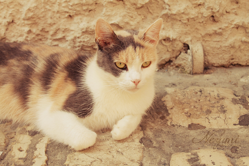 Stray Cat 1