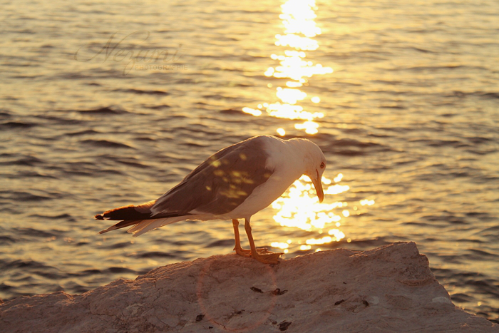 Seagull 1