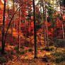 Autumn in Styria's woods 1