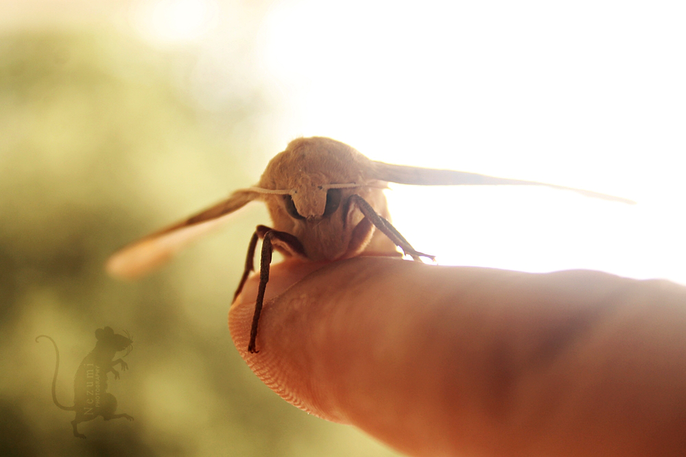 Hawkeye Moth