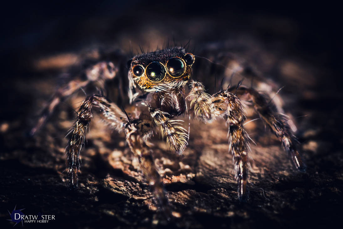 Spidze Spidey spider spidee by dratwister on DeviantArt