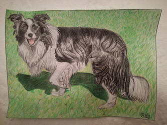 Border Collie