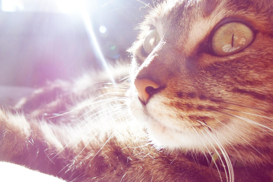 Good Morning Kitty By Irisinha On Deviantart