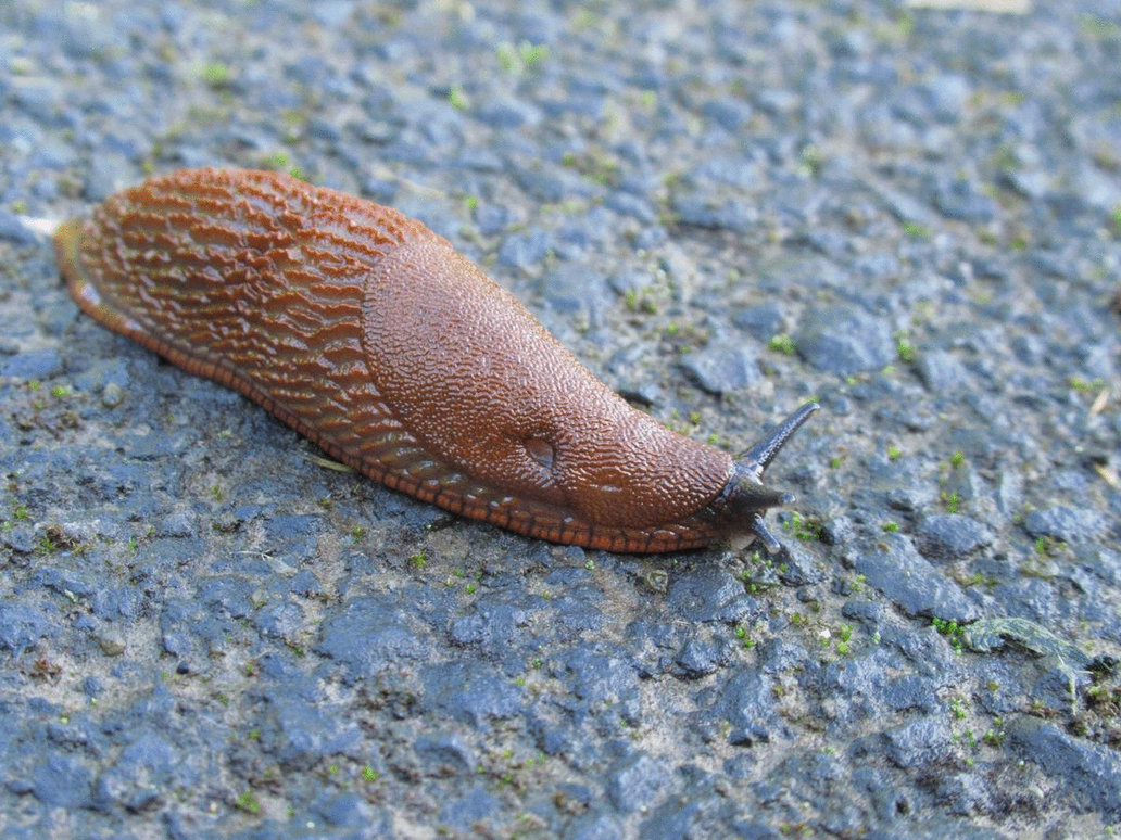 Slug Inflation Slug GIF #1 by HydraCuts on DeviantArt