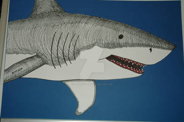 Shark 1