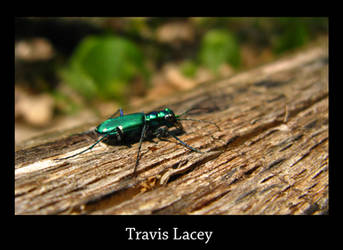 Green reflection beetle