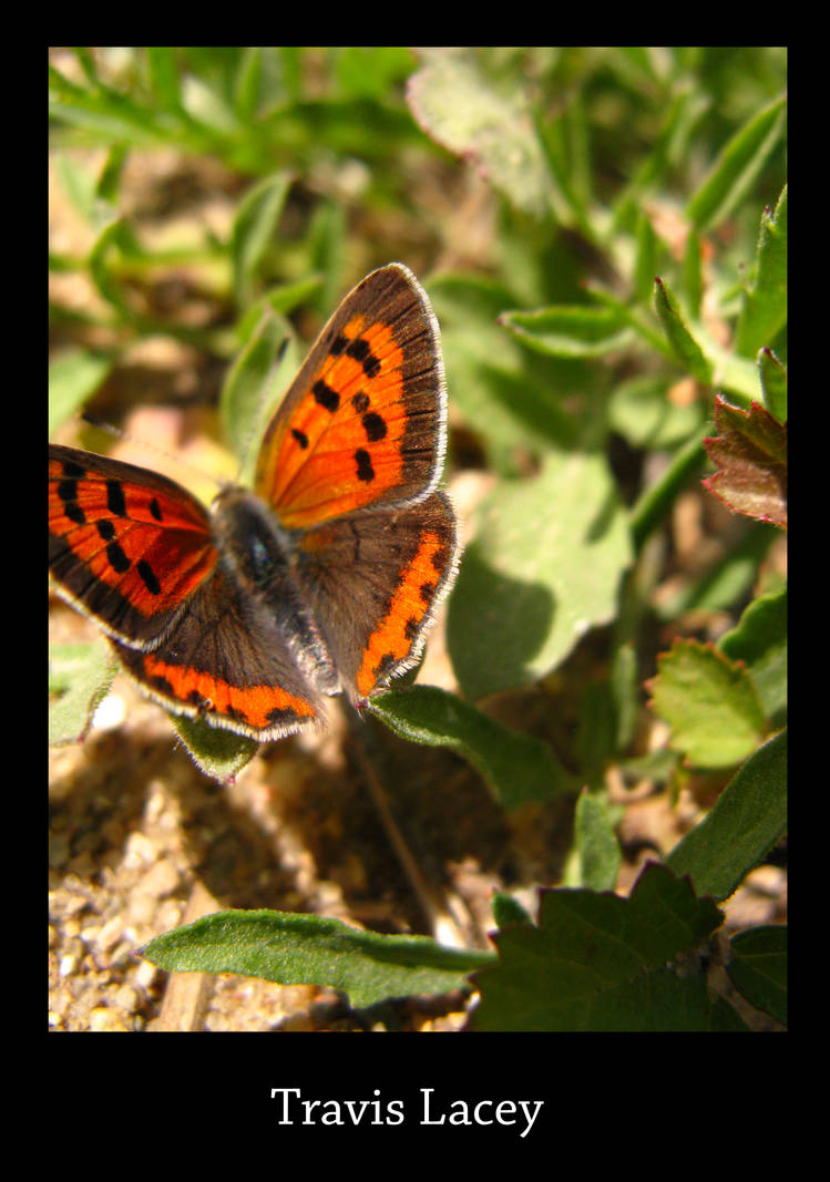 Futter Fly Flutter fly by RavenseyeTravisLacey on DeviantArt