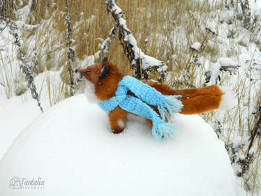 Fox for the Little Prince