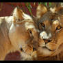 Lions love