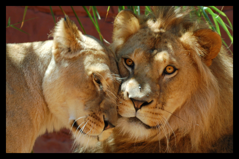 Lions love