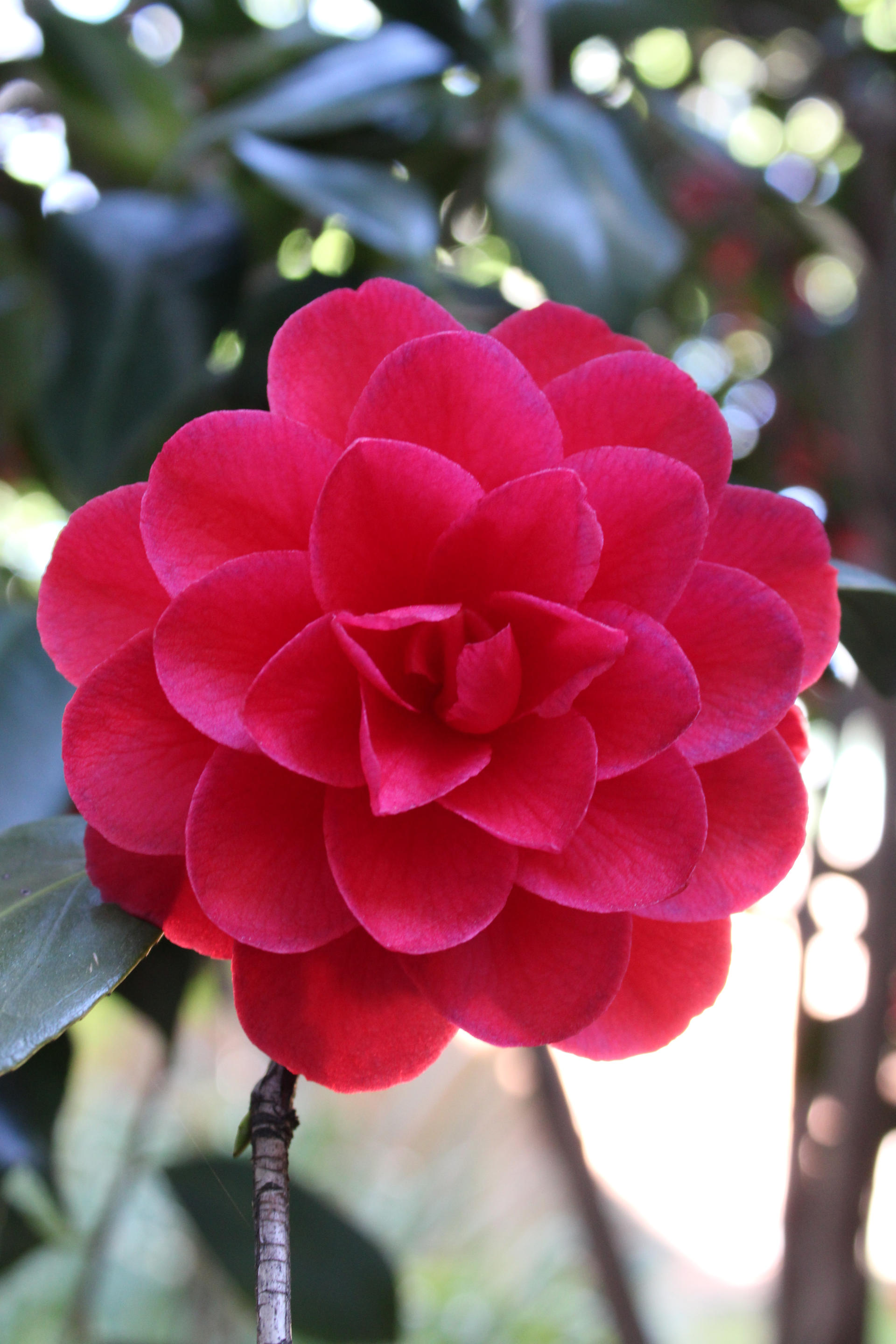 Camellia