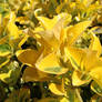 Golden Euonymus