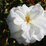 White Rose