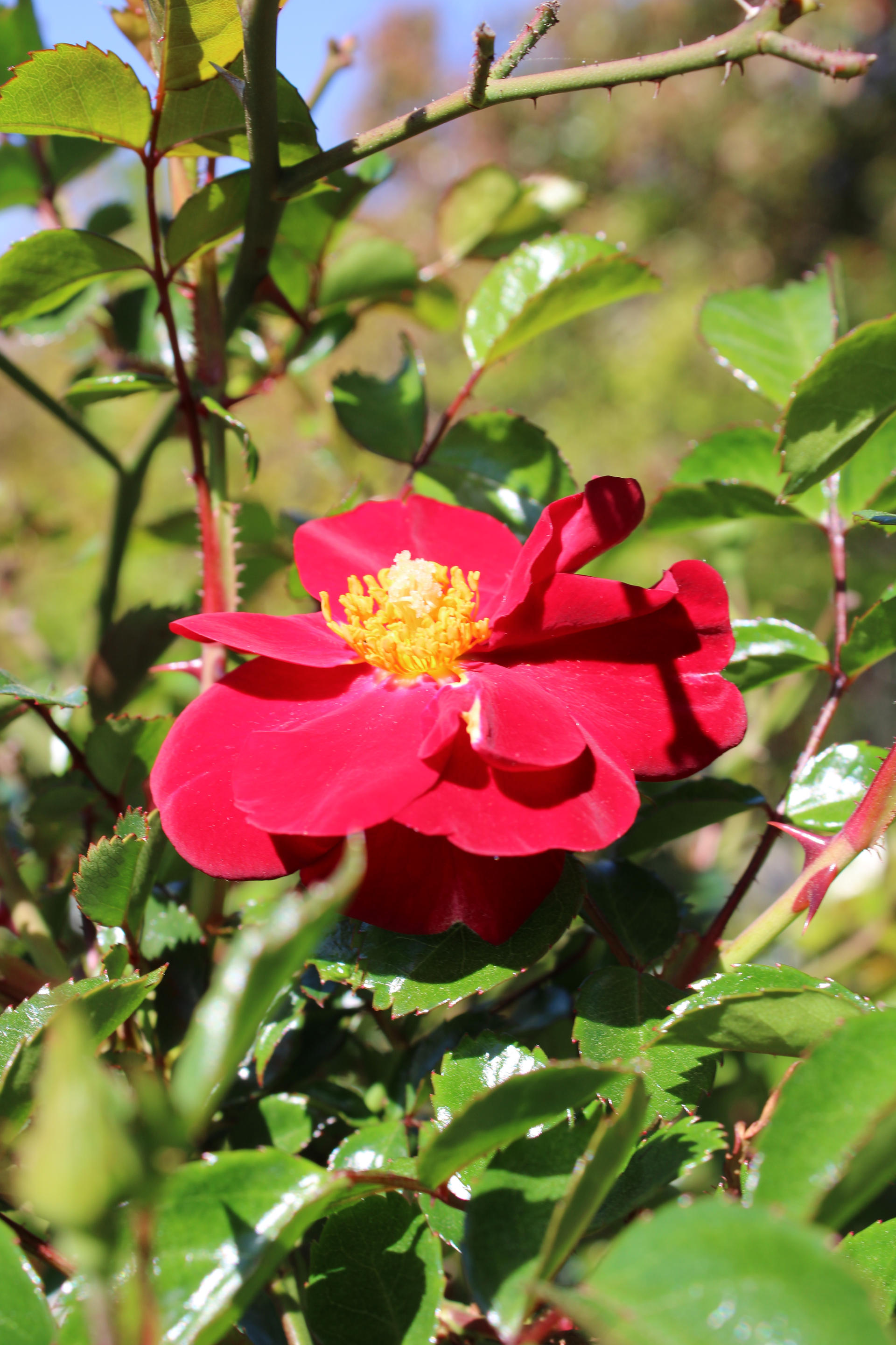 Red Flower