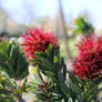Crimson Bottlebrush