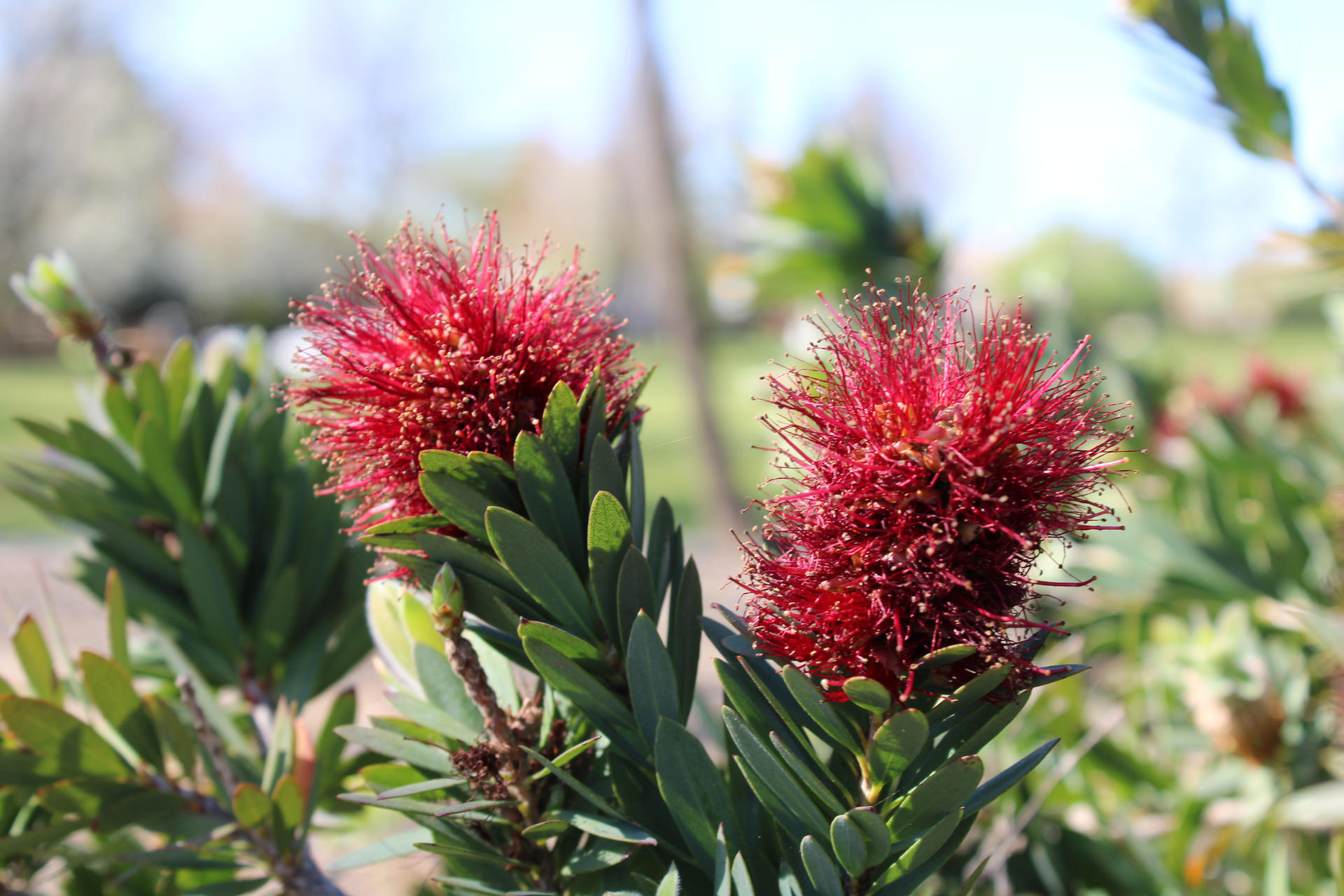 Crimson Bottlebrush