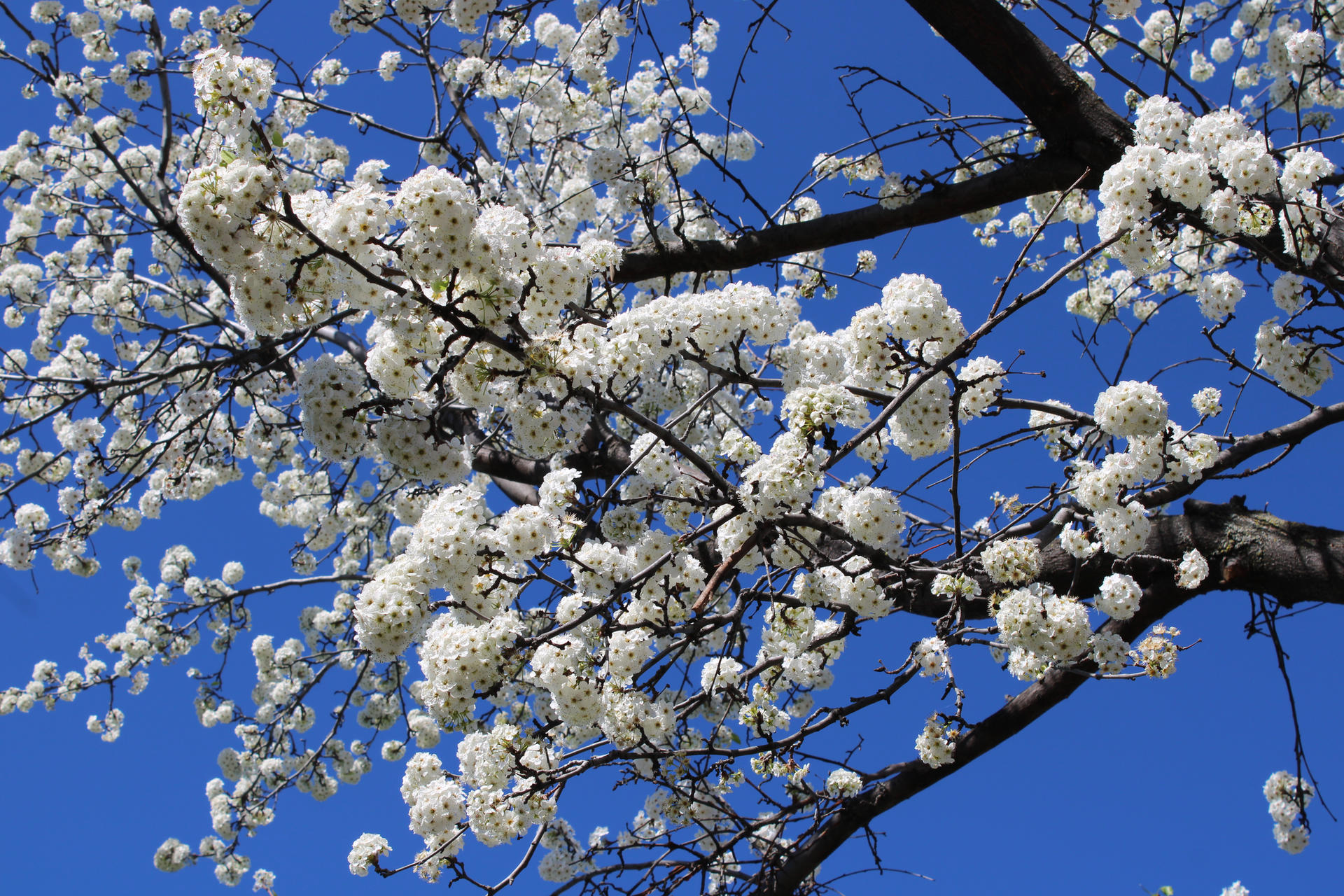 Plum Tree