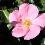 Pink Flower