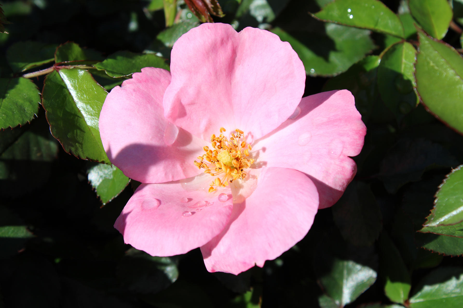 Pink Flower