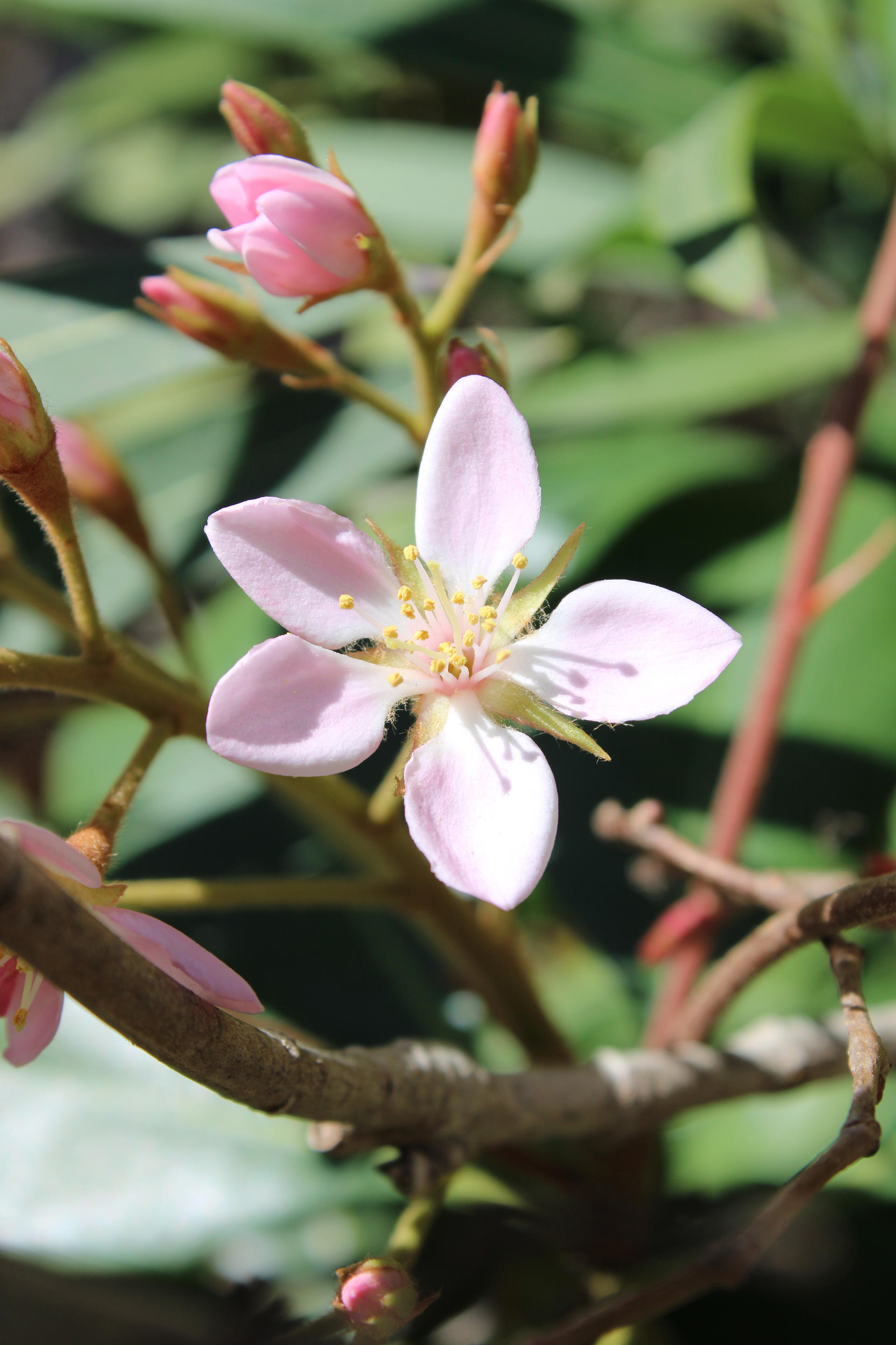 Small Pink Flower