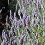 Bee on Lavender