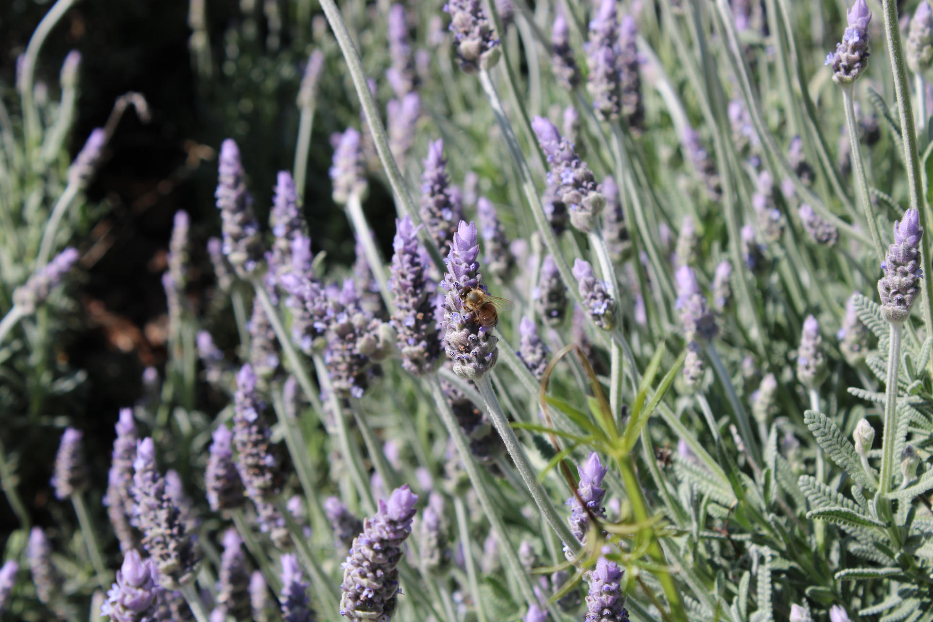 Bee on Lavender