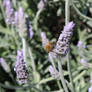 Bee on Lavender (But Better)