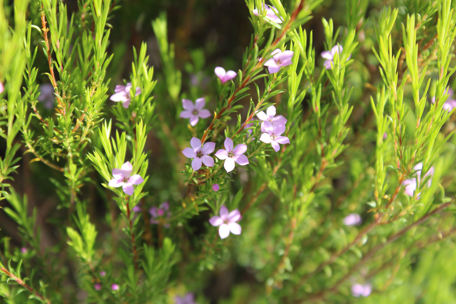 Confetti Bush