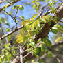 Tree Branch