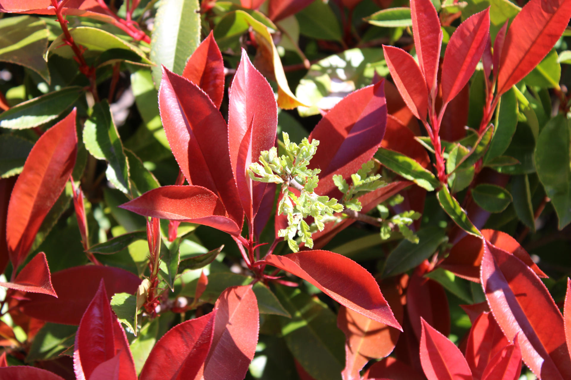 Oak in a Red Tip Photinia