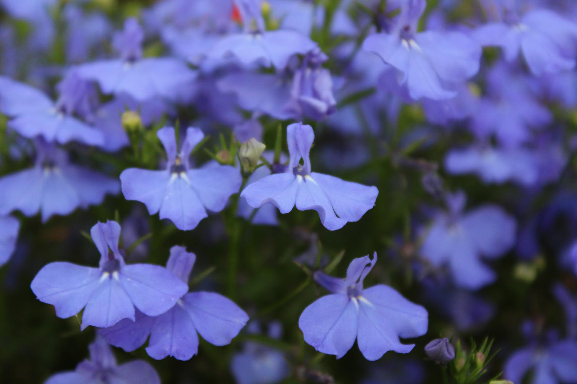 Lobelia