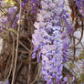 Wisteria