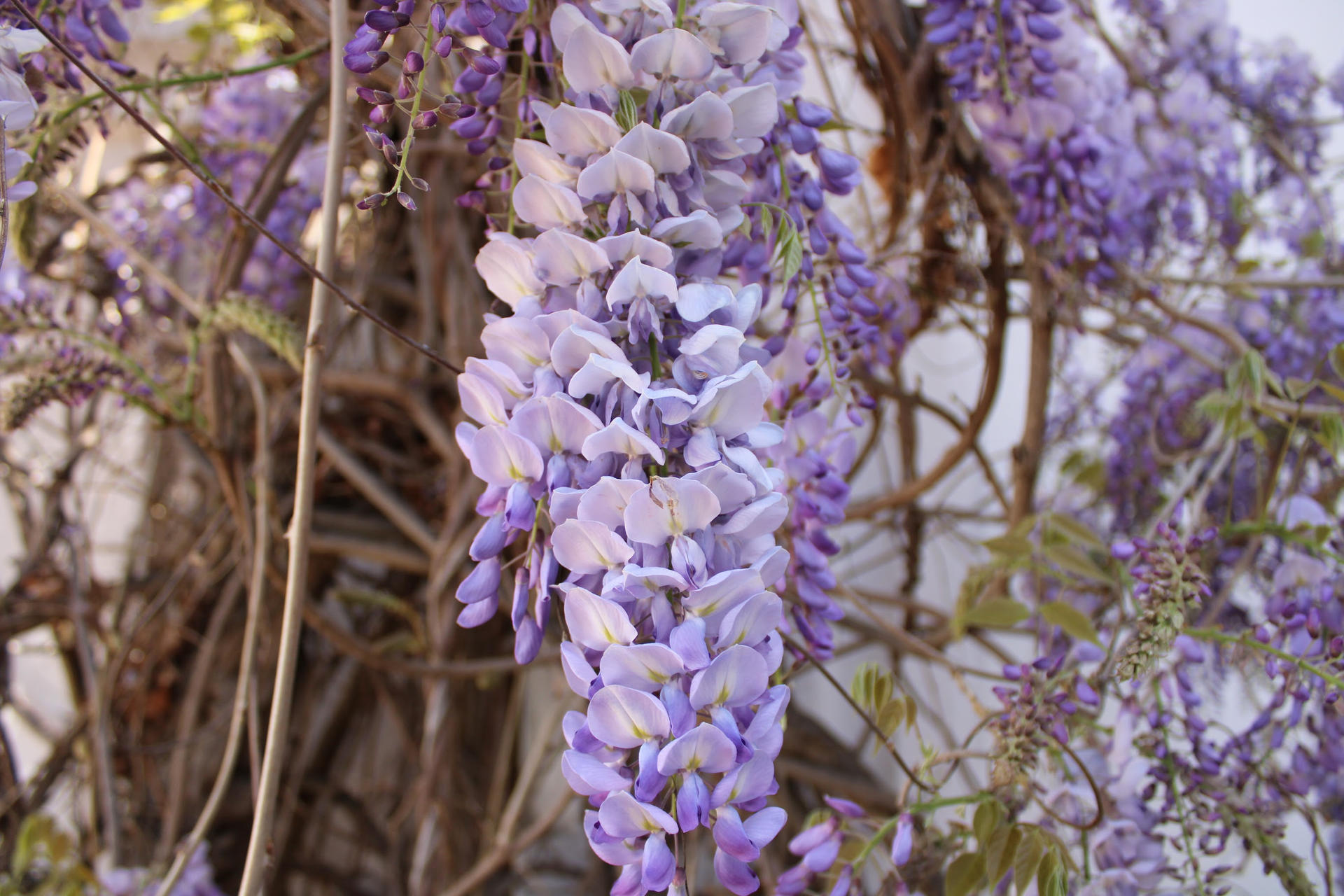Wisteria