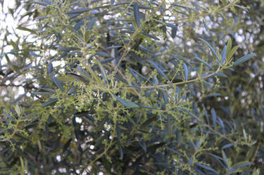 Olive Tree