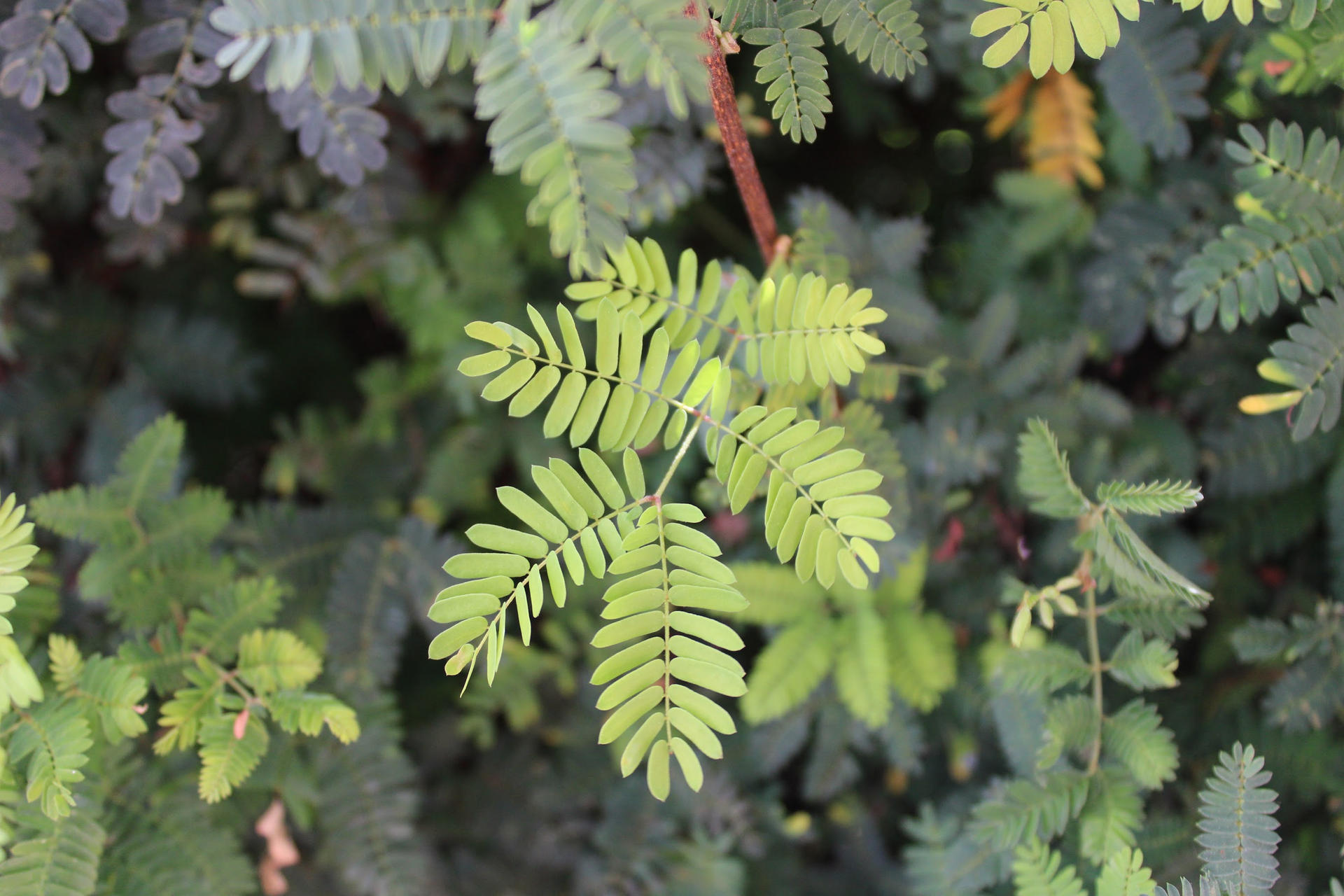 Plant