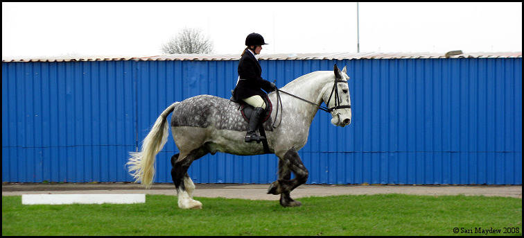 Shire Horse Show: Ridden 4